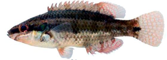 Symphodus ocellatus_00009